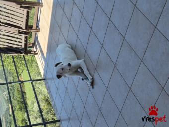 Ράτσα: Ντόγκο Αρζεντίνο - Dogo Argentino | Ηλικία: 8 μηνών | Φύλο: Θηλυκό | Αρ. Microchip: 0 | Ιδιώτης | Ημίαιμο | Περιοχή: Μώλος Άγιος Κωνσταντίνος, Στερεά Ελλάδα
